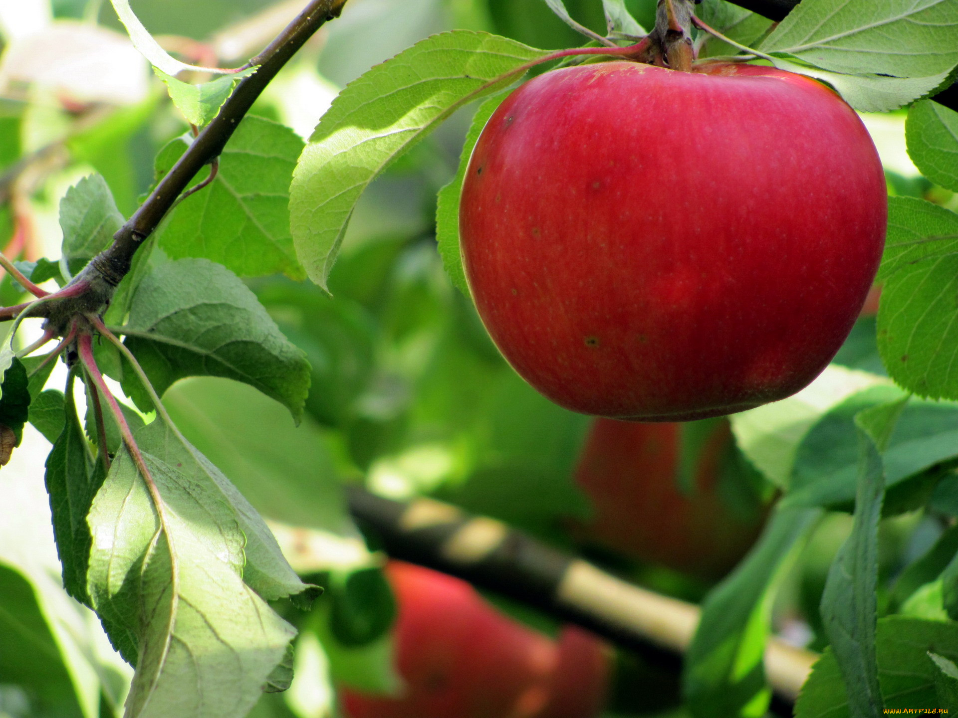 Яблоко плодовый. Плод яблони. Плоды (яблоко, Алва, груша,рябина). Плод яблоко фото. Яблоко на плодовом прутике фото.